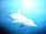 イルカ