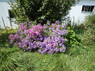 花紫